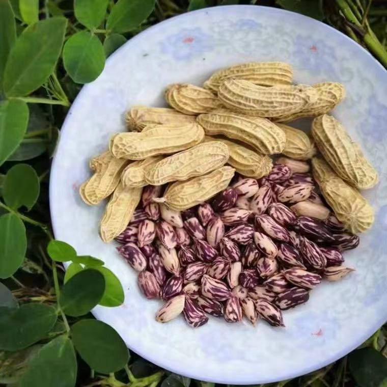 彩色花(huā)生(shēng)