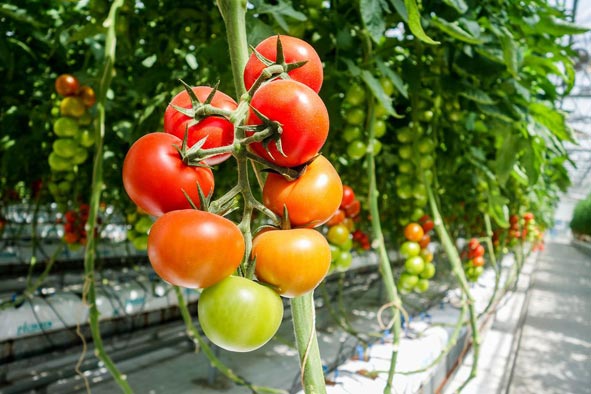 穩定的(de)供貨渠道(dào)